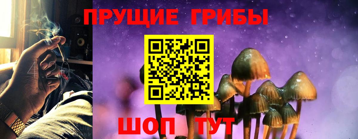Псилоцибиновые грибы прущие грибы  Великие Луки  где купить   Псилоцибиновые грибы Psilocybe 